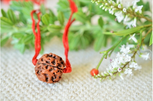 single Rudraksha seed