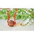 single Rudraksha seed