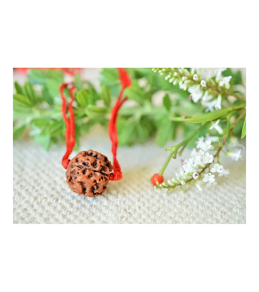 graine de Rudraksha